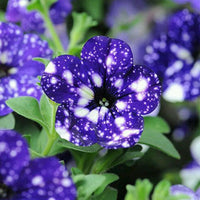 Blau & weiß petunia blume samen for anpflanzung - premium quality, heirloom & gmo free samen for home garten
 
 sale for anpflanzung in home garten.