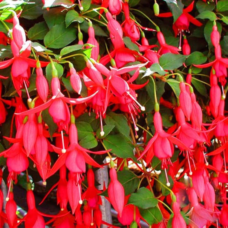 Kastanienrot Rot Fuchsie Blumensamen zur Aussaat Landhaus Garten wichtig Traditionssorte & ohne Gentechnik Samen Hausgarten