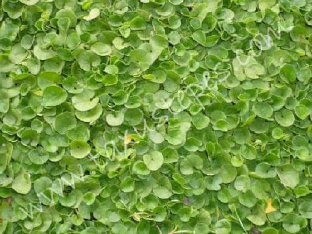 Grün Dichondra Repens Lawn Blumensamen zur Aussaat – Schnitt Blume beliebt – Traditionssorte & ohne Gentechnik Samen Hausgarten