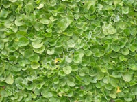Grün Dichondra Repens Lawn Blumensamen zur Aussaat – Schnitt Blume beliebt – Traditionssorte & ohne Gentechnik Samen Hausgarten