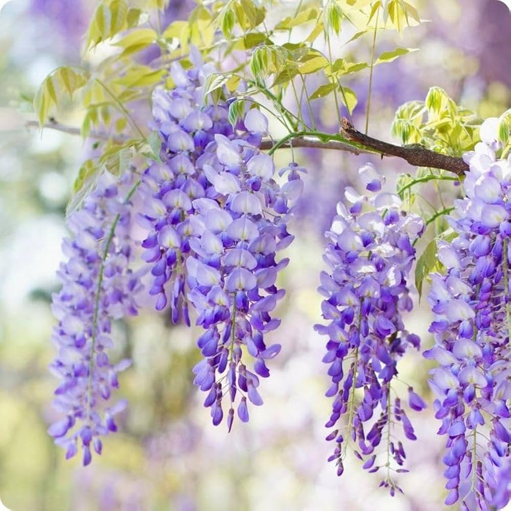 Wisteria sinensis lila blume samen for stunning pergola and landscape blooms