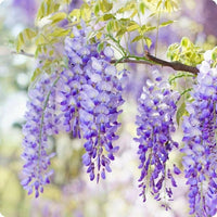 Wisteria sinensis lila blume samen for stunning pergola and landscape blooms