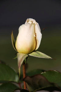 Cream dragon rose blume samen for anpflanzung - shade tolerant, heirloom & gmo free samen for home garten
 
 sale samen for anpflanzung in home garten
