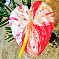 Flamingoblume Bonsai Blumensamen zur Aussaat farbenfroh Schau Traditionssorte & ohne Gentechnik Samen Hausgarten