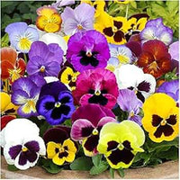 mehrfarbige Blumensamen Blumensamen zur Aussaat – leuchtend Blüten – Traditionssorte & ohne Gentechnik Samen Hausgarten