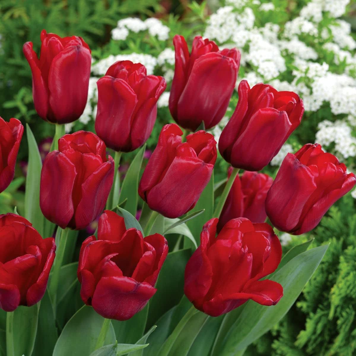 Rot Rosa Tulpe Blumensamen zur Aussaat sonnenliebend Traditionssorte & ohne Gentechnik Samen Hausgarten