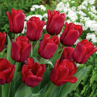 Kastanienrot Tulpe Blumensamen zur Aussaat Anzucht Traditionssorte & ohne Gentechnik Samen Hausgarten