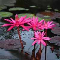 Rot tropisch Water Lilie Samen – leuchtend Water Lilies Ponds und Water Gärten
