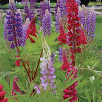 Velvet Lupine Blumensamen – mehrjährig Bodendecker Pflanze