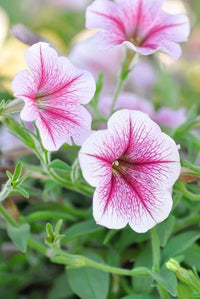 Rosa Petunie Blumensamen zur Aussaat – saisonal Dauerblüher – Traditionssorte & ohne Gentechnik Samen Hausgarten