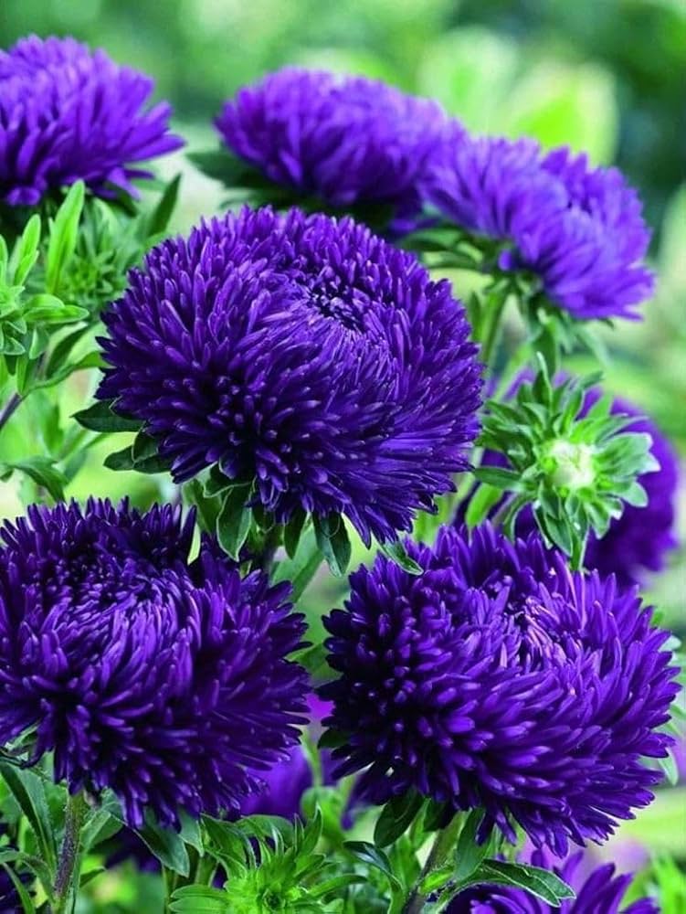 Violett Callistephus Blumensamen zur Aussaat Anzucht Traditionssorte & ohne Gentechnik Samen Hausgarten