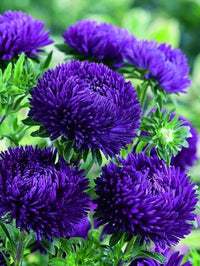 Violett Callistephus Blumensamen zur Aussaat Anzucht Traditionssorte & ohne Gentechnik Samen Hausgarten