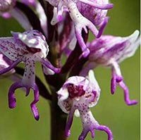 Lila Naked Man Orchidee Blumensamen zur Aussaat – ideal Rabatten – Traditionssorte & ohne Gentechnik Samen Hausgarten