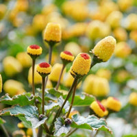 Acmella Oleracea Blumensamen zur Aussaat – Schnitt Blume beliebt – Traditionssorte & ohne Gentechnik Samen Hausgarten