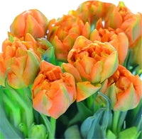 Orange Grün Tulpe Blumensamen zur Aussaat Garten beliebt Traditionssorte & ohne Gentechnik Samen Hausgarten