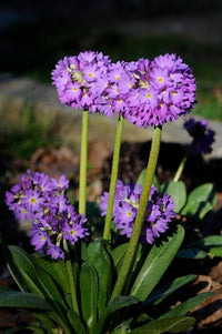Primula primula spp for anpflanzung in blume bed