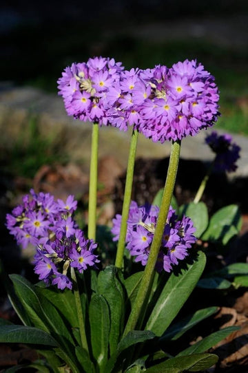 Primula primula spp for anpflanzung in blume bed