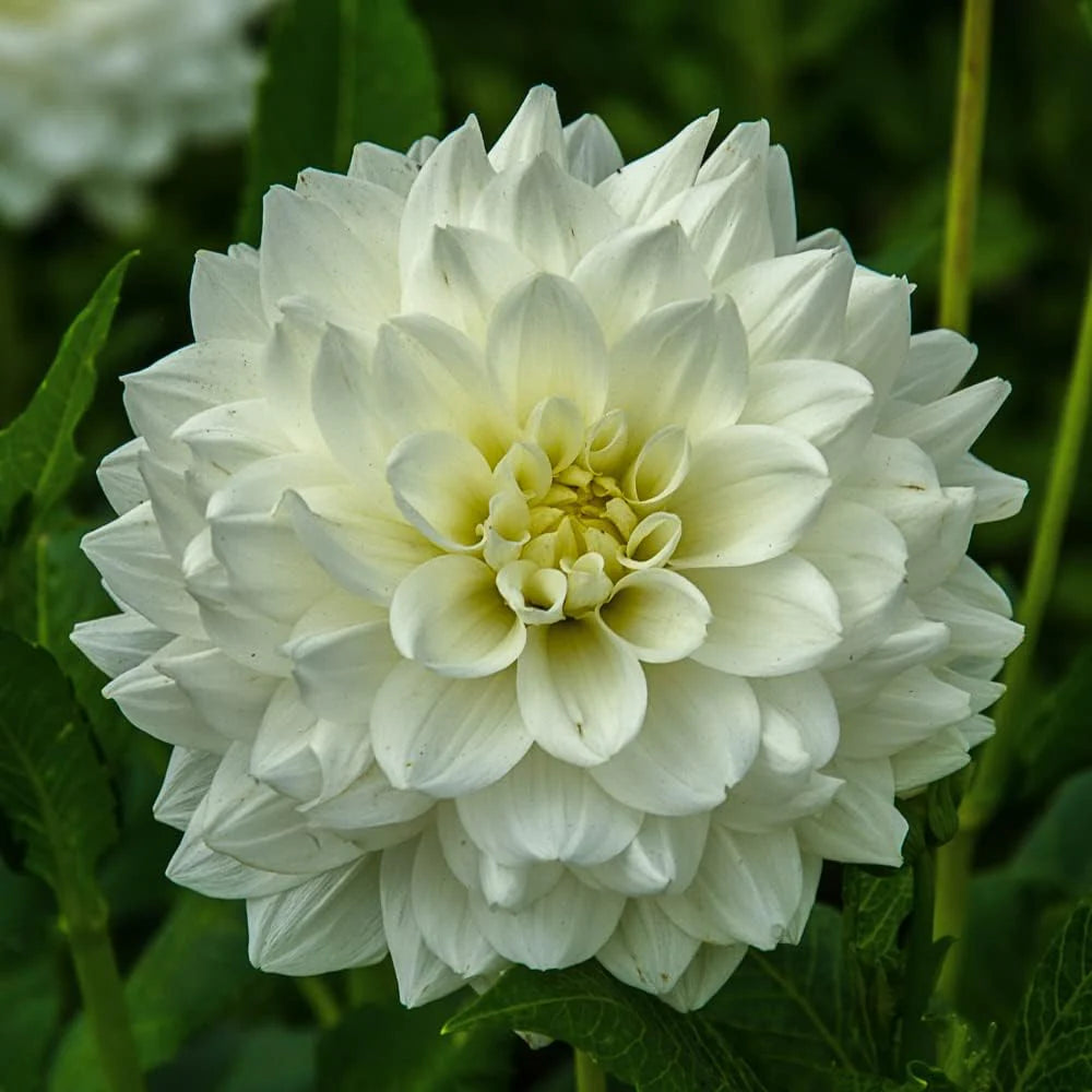 Weiß Swan Dahlie Blumensamen zur Aussaat – Anzucht – Traditionssorte & ohne Gentechnik Samen Hausgarten