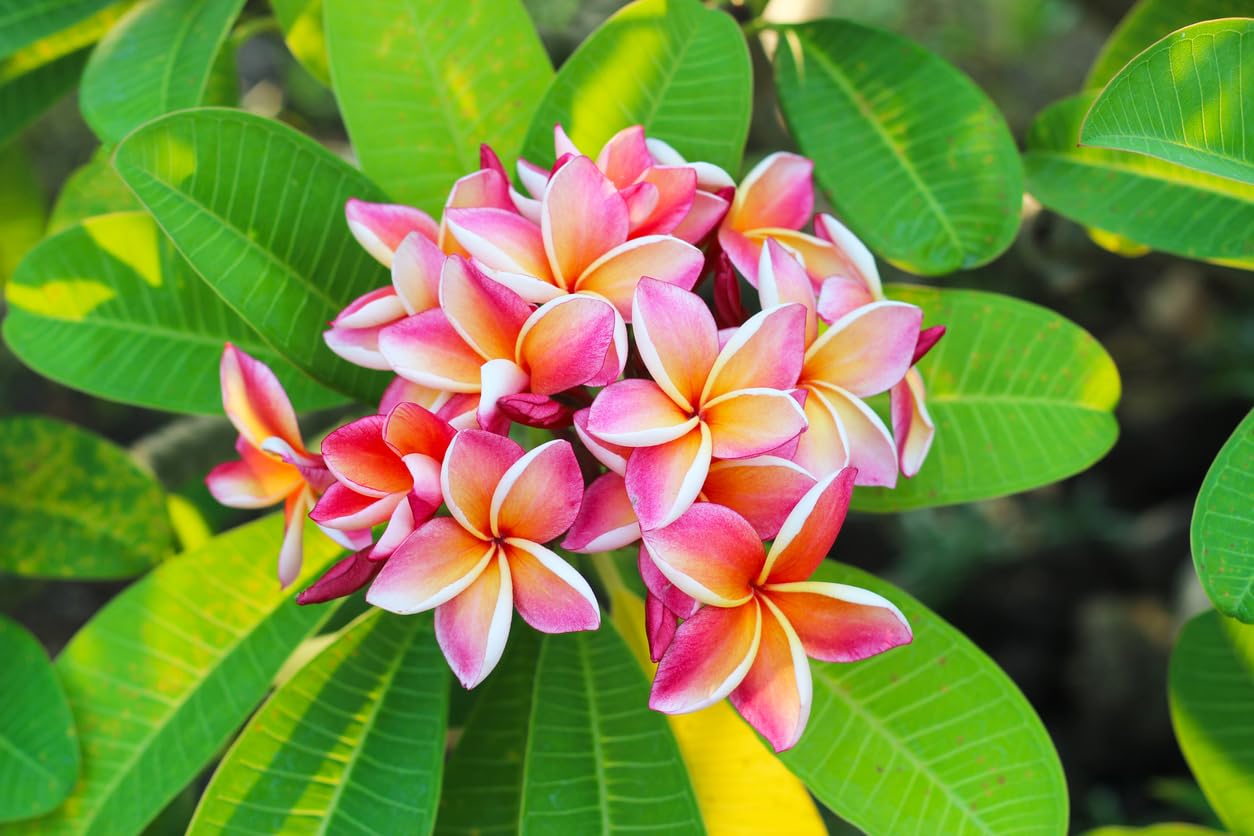 Rosa Frangipani Blumensamen zur Aussaat – Anzucht – Traditionssorte & ohne Gentechnik Samen Hausgarten