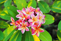 Rosa Frangipani Blumensamen zur Aussaat – Anzucht – Traditionssorte & ohne Gentechnik Samen Hausgarten