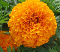 Orange Nelke Nelke caryophyllus Samen zur Aussaat Hausgarten bouquet Blumen