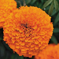 Orange Aztec Studentenblume Blumensamen leuchtend einjährig Gärten