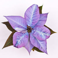 Lila poinsettia blume samen for anpflanzung - long bloom season, heirloom & gmo free samen for home garten
 
 sale for anpflanzung in home garten.