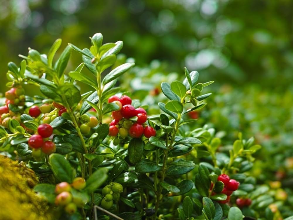 Preiselbeere Fruchtsamen für einfaches Anpflanzen