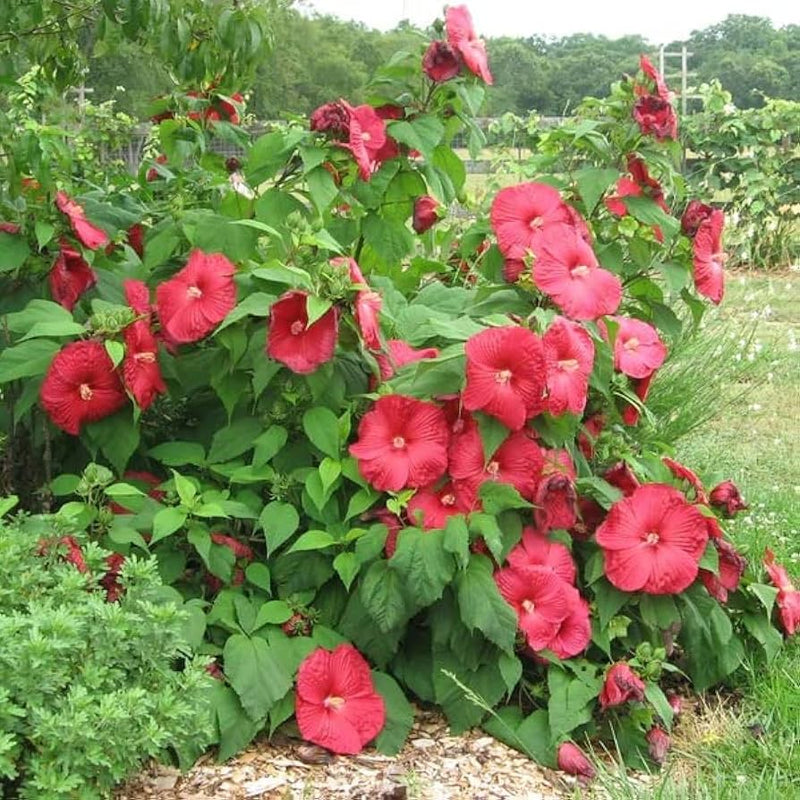 Dinner plate hibiscus hibiscus rosa-sinensis for anpflanzung in blume bed