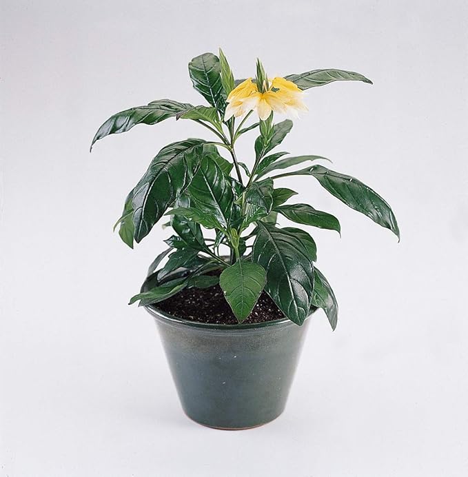 Crossandra Samen – Gelb Splash – Firecracker Blume – Very selten L