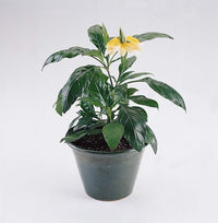 Crossandra Samen – Gelb Splash – Firecracker Blume – Very selten L