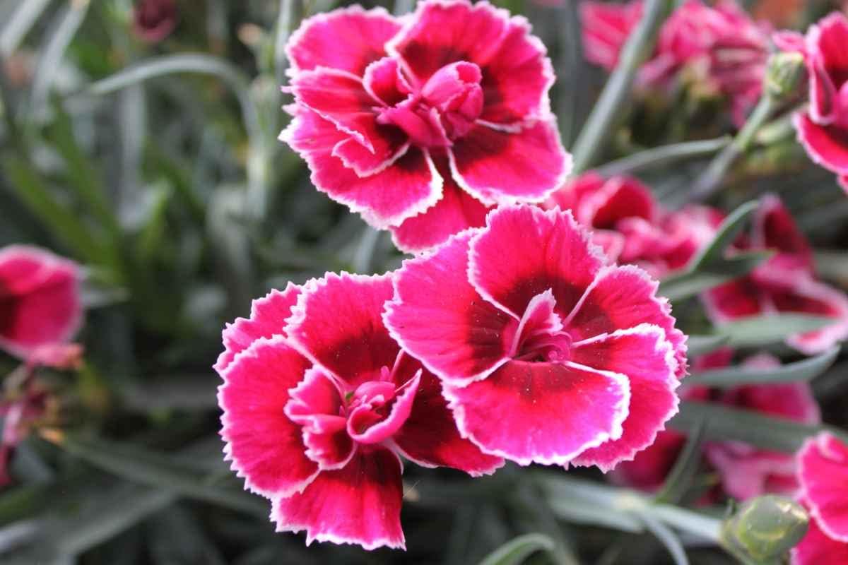 Dianthus blume samen for anpflanzung - low maintenance, heirloom & gmo free samen for home garten
 
 sale for anpflanzung in home garten.