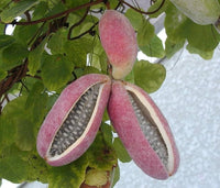Akebia trifoliata Fruchtsamen für einfaches Anpflanzen