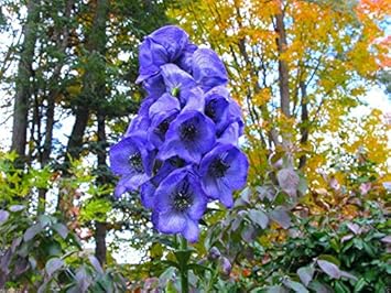 Blau monkshood blume samen for anpflanzung - colorful display, heirloom & gmo free samen for home garten
 
 sale for anpflanzung in home garten.