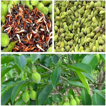 organic agarwood aquilaria samen für pflanzung rare aromatic tree samen für growing