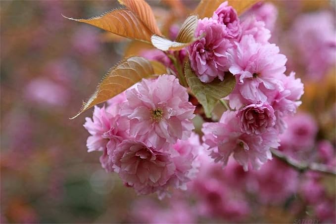 Japanese Sakura Samen – selten Japanese Cherry Blossom Blumensamen – Rosa Prunus Serrulata