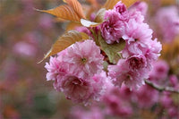 Japanese Sakura Samen – selten Japanese Cherry Blossom Blumensamen – Rosa Prunus Serrulata
