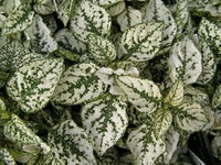Weiß grün hypoestes polka blume samen for anpflanzung - wildflower mix, heirloom & gmo free samen for home garten
 
 sale for anpflanzung in home garten.
