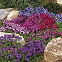 Mixed cress blume samen for anpflanzung - vibrant colors, heirloom & gmo free samen for home garten
 
 sale for anpflanzung in home garten