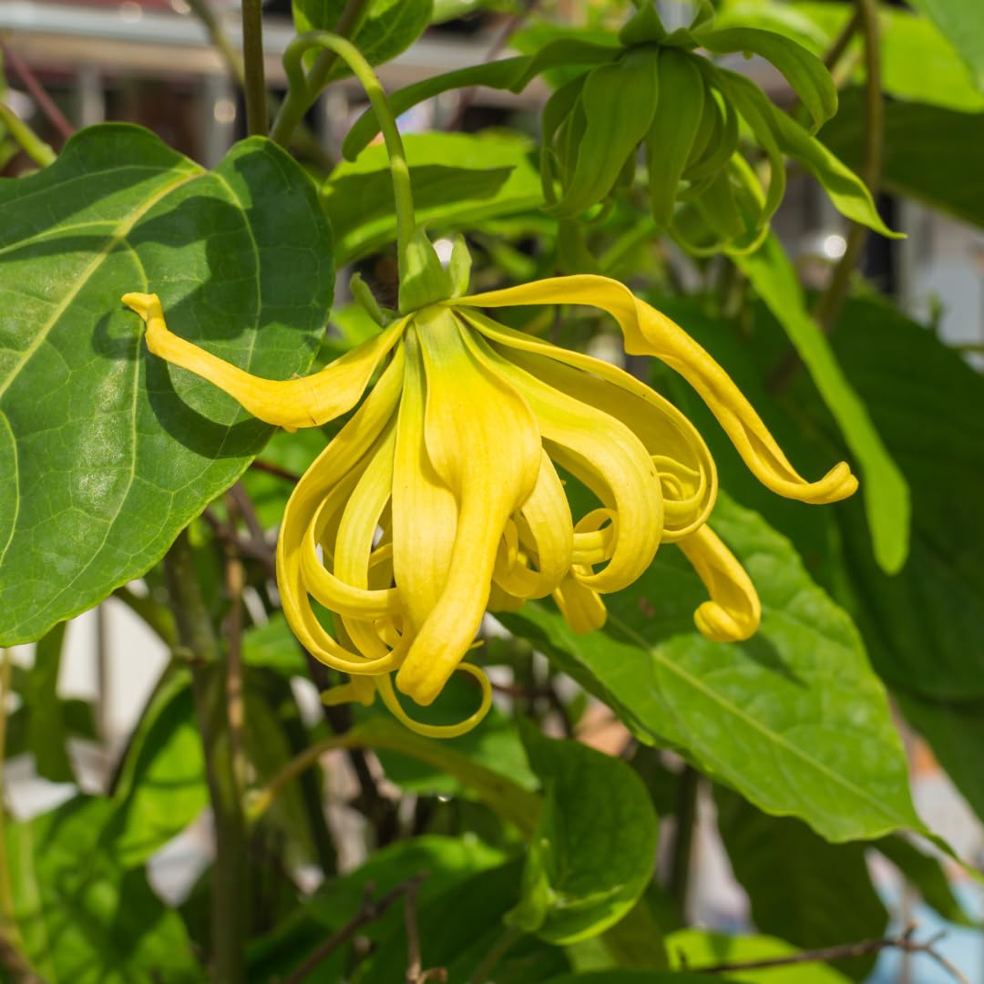 Odorata blume samen for anpflanzung - cut blume favorite, heirloom & gmo free samen for home garten
 
 sale for anpflanzung in home garten.