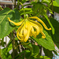 Odorata blume samen for anpflanzung - cut blume favorite, heirloom & gmo free samen for home garten
 
 sale for anpflanzung in home garten.