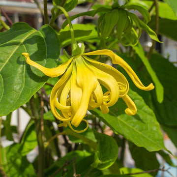 Odorata blume samen for anpflanzung - cut blume favorite, heirloom & gmo free samen for home garten
 
 sale for anpflanzung in home garten.