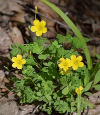 Oxalis laciniata oxalis spp for anpflanzung in blume bed