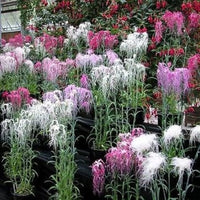 Nelke Spooky Mischung Samen Festive – farbenfroh Blüten
