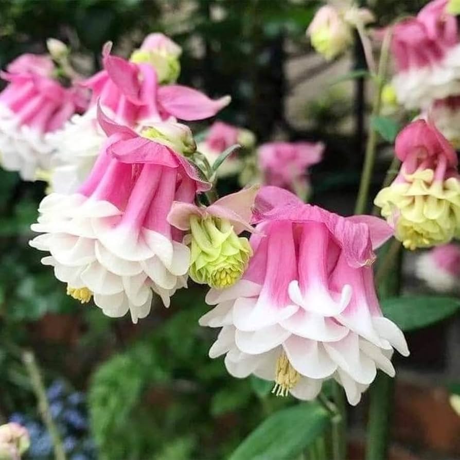 Rosa Petticoat Blumensamen zur Aussaat – leuchtend – Traditionssorte & ohne Gentechnik Samen Hausgarten