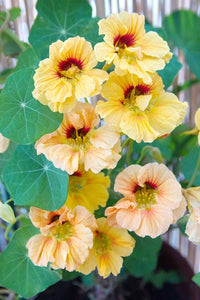 Gelb (gelb peach) samen for anpflanzung in home garten