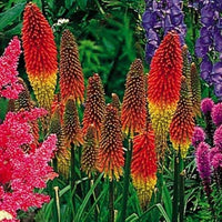 Mixed bonsai torch lily kniphofia uvaria blume samen