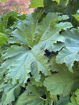 Gunnera manicata blume samen for anpflanzung shade tolerant heirloom & gmo free samen for home garten 
 
 sale for anpflanzung in home garten