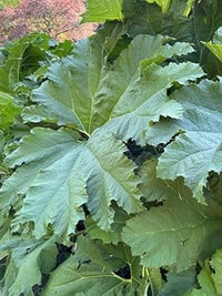 Gunnera manicata blume samen for anpflanzung shade tolerant heirloom & gmo free samen for home garten 
 
 sale for anpflanzung in home garten