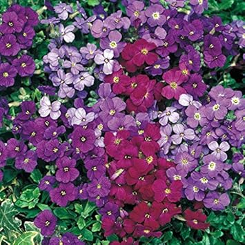 Rosa grün rose blume samen for anpflanzung hardy variety heirloom & gmo free samen for home garten
 
 sale for anpflanzung in home garten